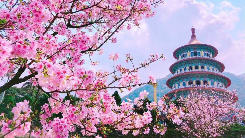 Địa Điểm Ngắm Hoa Anh Đào Đẹp Nhất Tại Bắc Kinh (internet)