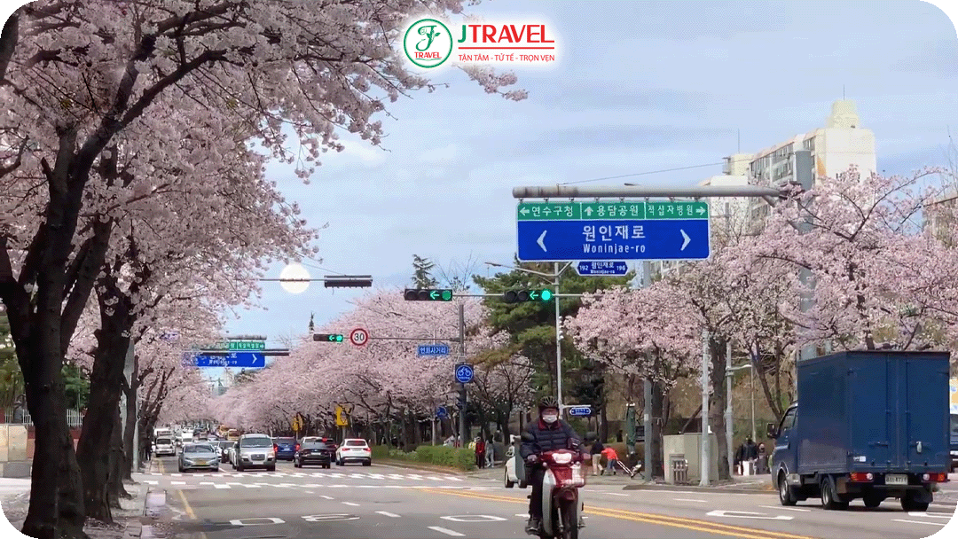 Tháng 3 được xem là thời điểm đẹp nhất để du lịch Vũ Hán