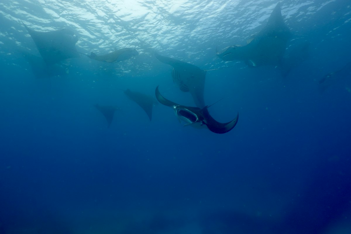Đàn cá đuối manta dưới mặt nước Maldives
