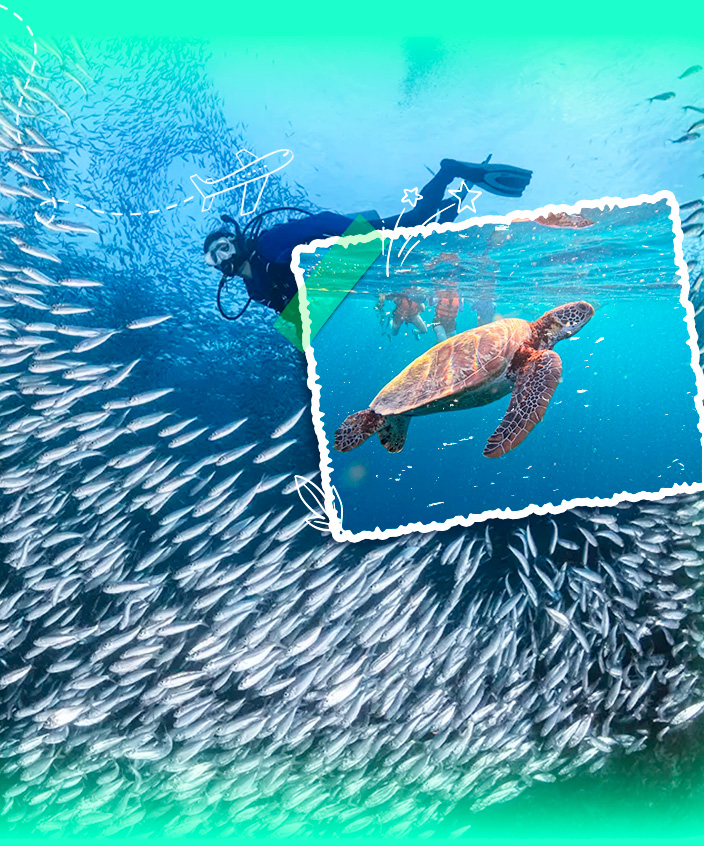 Tour Philippines: Cebu - Oslob – Moalboal 4N4Đ