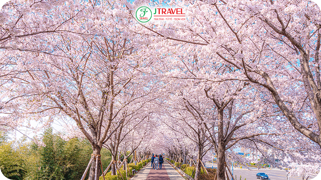Đến Busan và hòa mình vào bầu không khí mùa xuân rực rỡ
