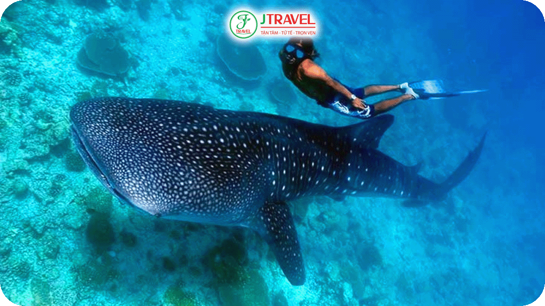 Trải nghiệm bơi cùng cá mập voi tại Oslob