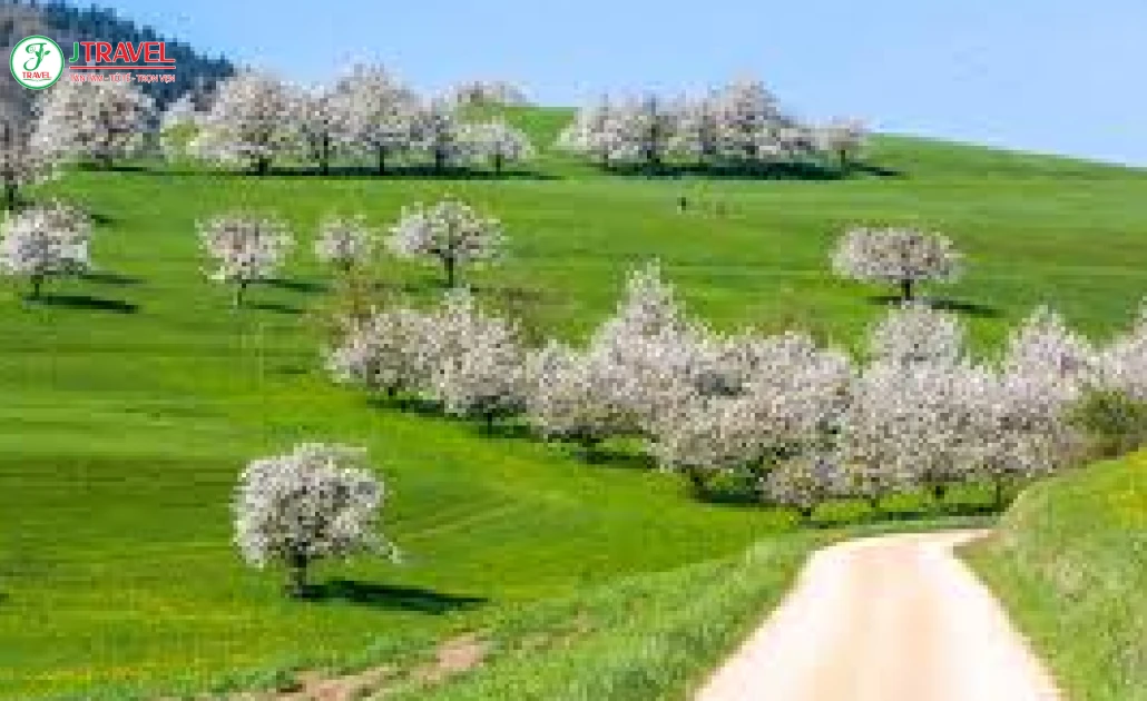 Con đường hoa anh đào Frick