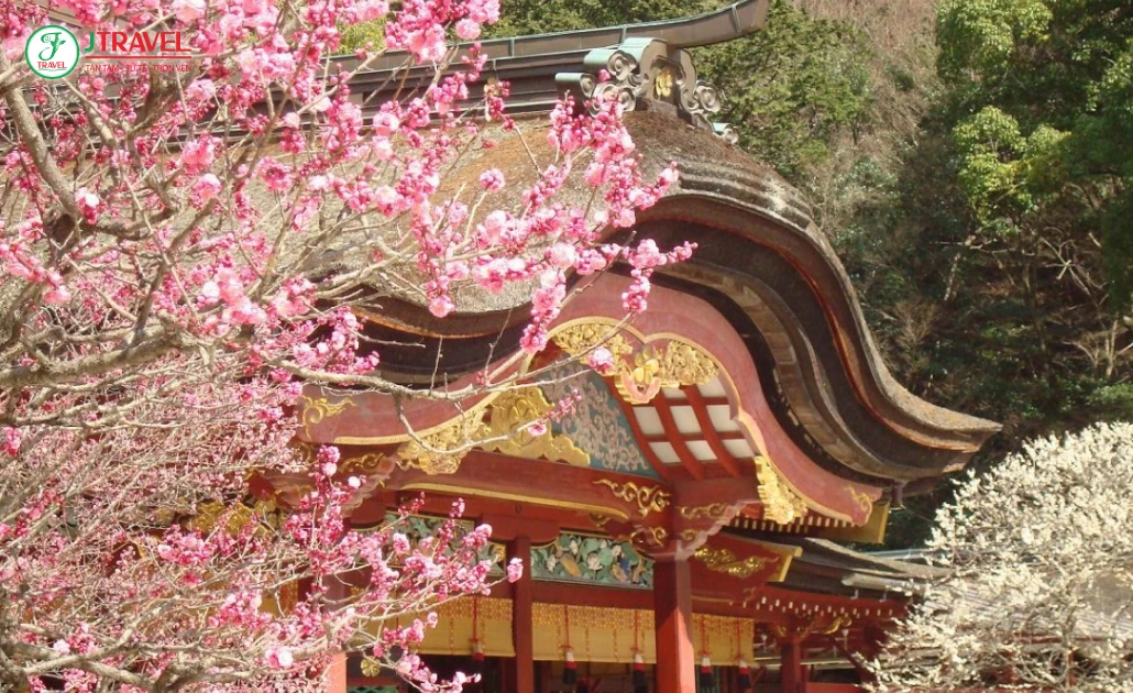 Hoa mơ nở trước đền Dazaifu Tenmangu