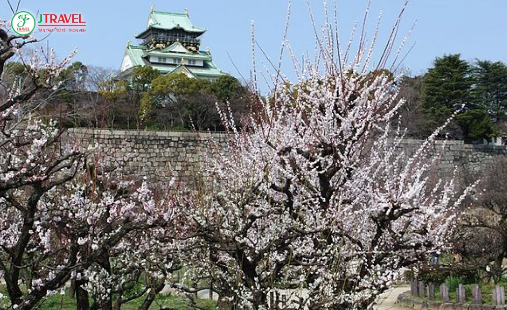 Hoa mơ nở rực rỡ bên lâu đài Osaka trong công viên Osaka Castle
