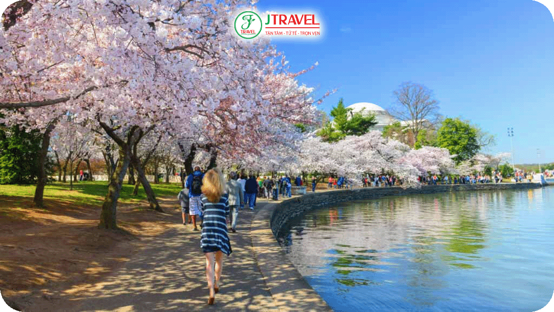 Khí hậu mát mẻ cùng những lễ hội mùa xuân đặc sắc tại Washington