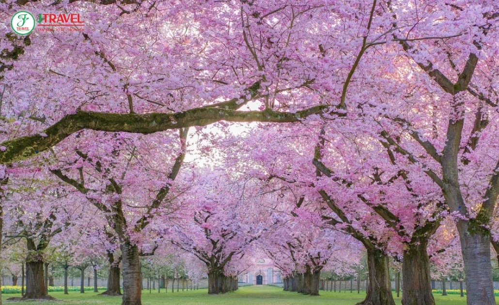 Hoa anh đào nở rộ sắc hồng mùa xuân phủ khắp bầu trời, thu hút du khách đến chiêm ngưỡng