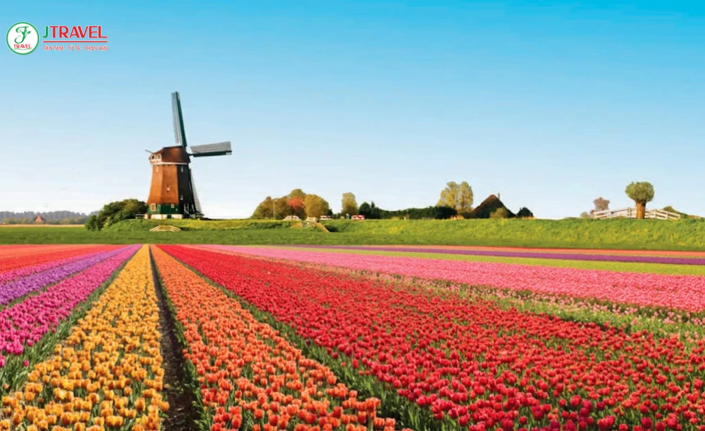 Keukenhof được xem là vườn hoa đẹp nhất châu Âu