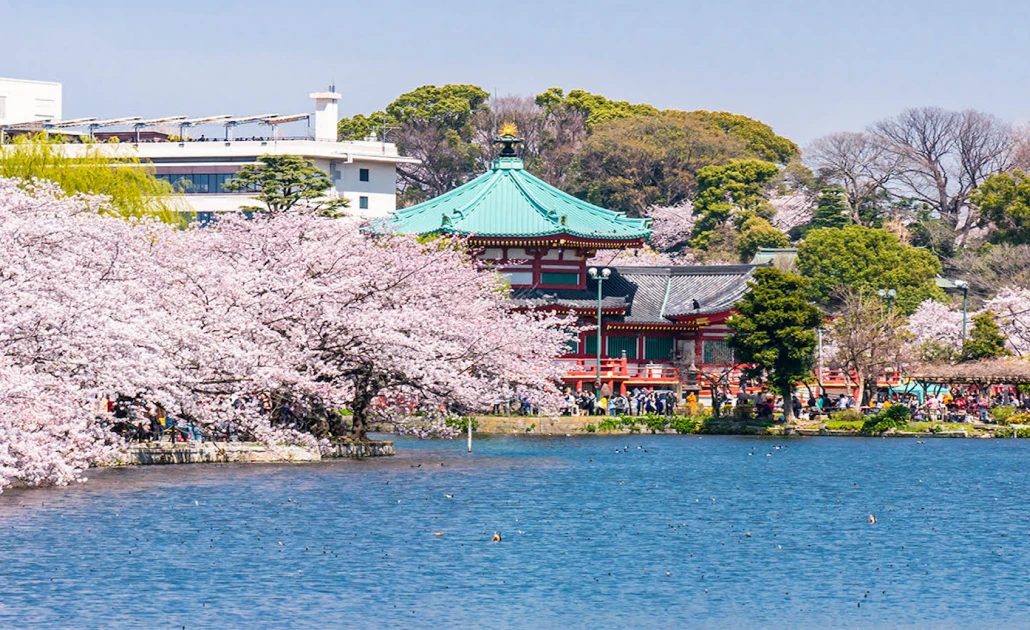 Hoa anh đào nở rộ tại Ueno Park, Tokyo trong lễ hội Hanami