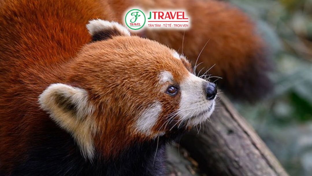 Gấu trúc đỏ ở Thung lũng gấu trúc