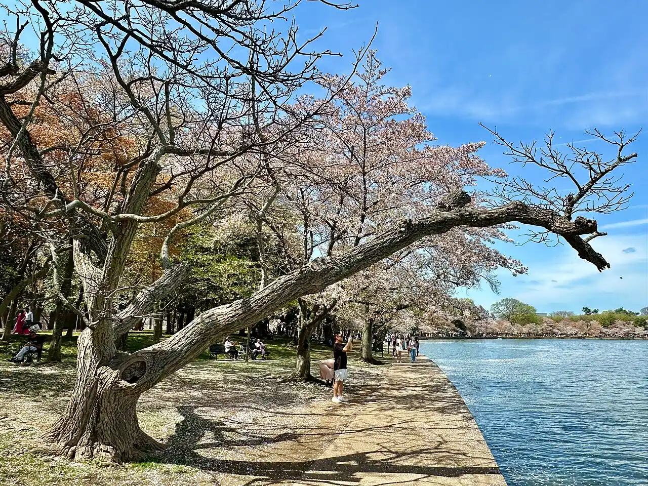Hồ Tidal Basin mùa hoa anh đào, điểm ngắm đẹp nhất Washington DC