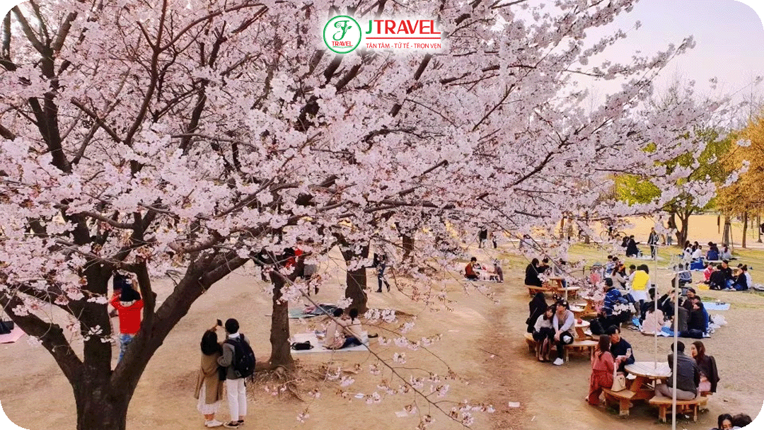 Mùa hoa anh đào nở rộ trên khắp đất nước Hàn Quốc
