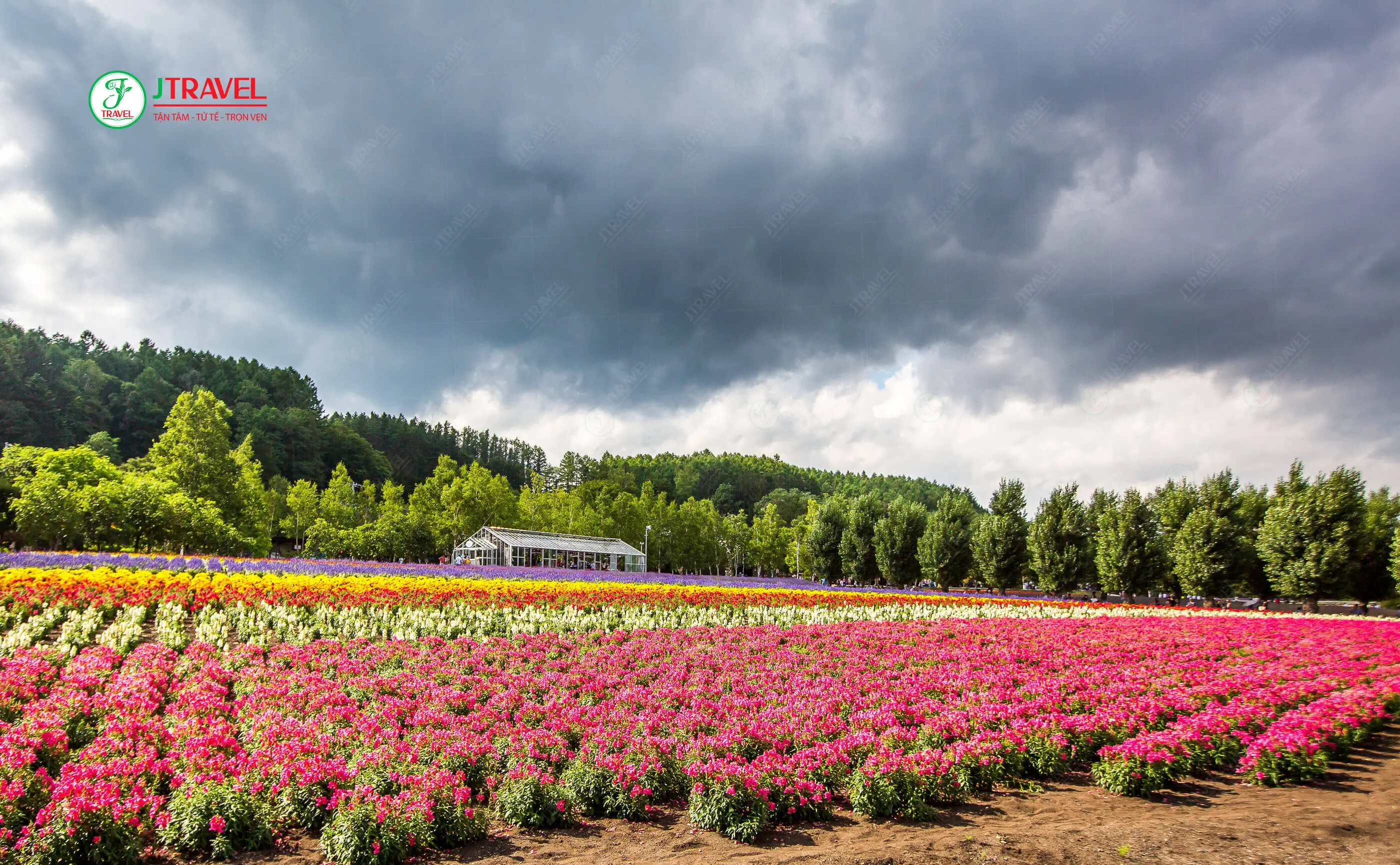 Tomita Farm còn có hơn 80 loại hoa khác nhau được trưng bày tại 12 khu vườn khác nhau