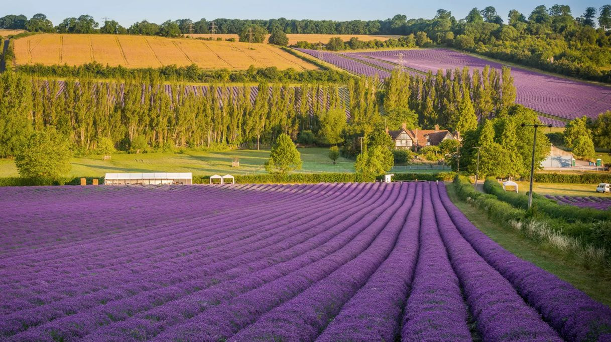 Mùa hè là thời gian lý tưởng nhất để ghé thăm vườn hoa oải hương Mayfield