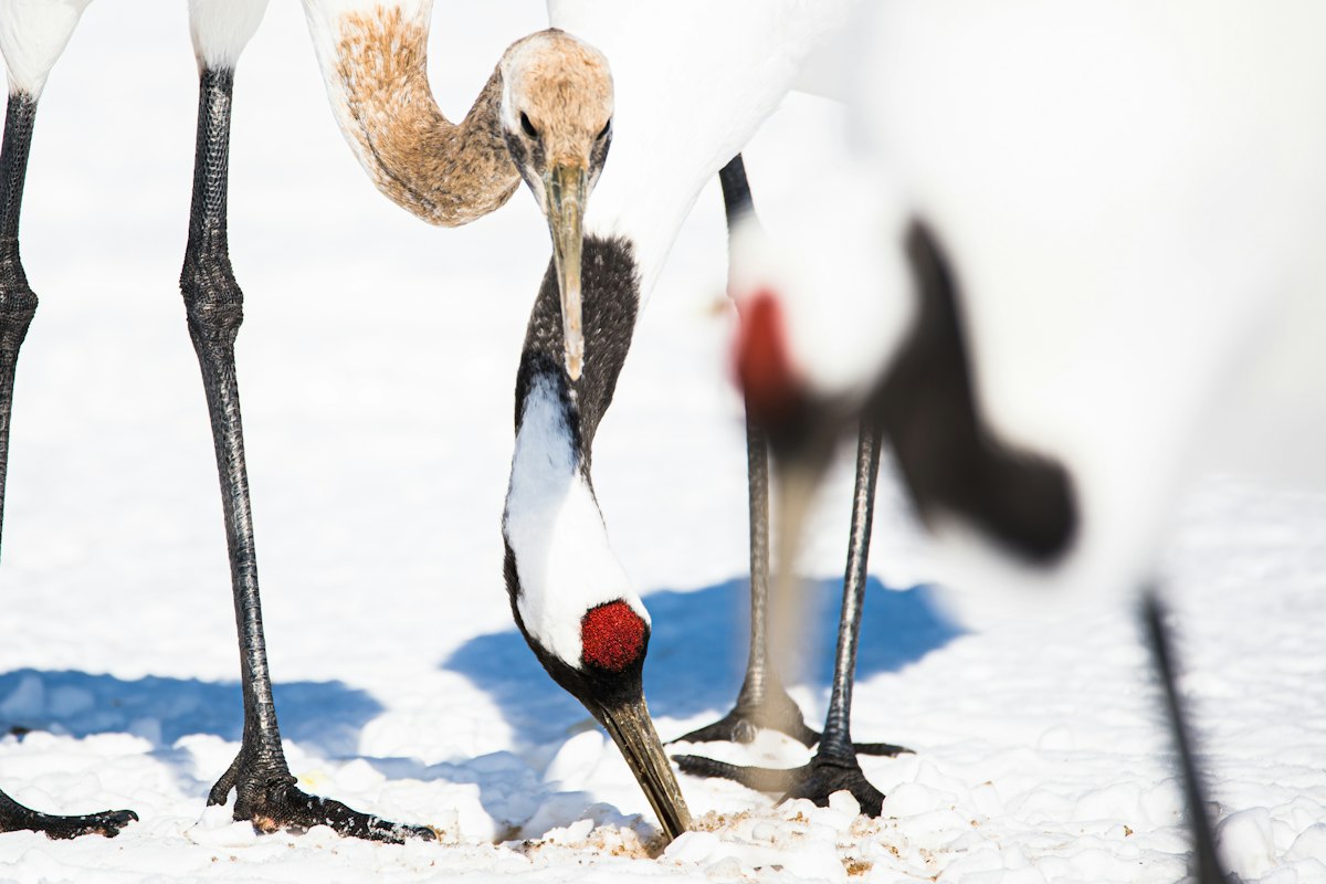 Sếu đầu đỏ cúi tìm thức ăn trên nền tuyết ở Hokkaido