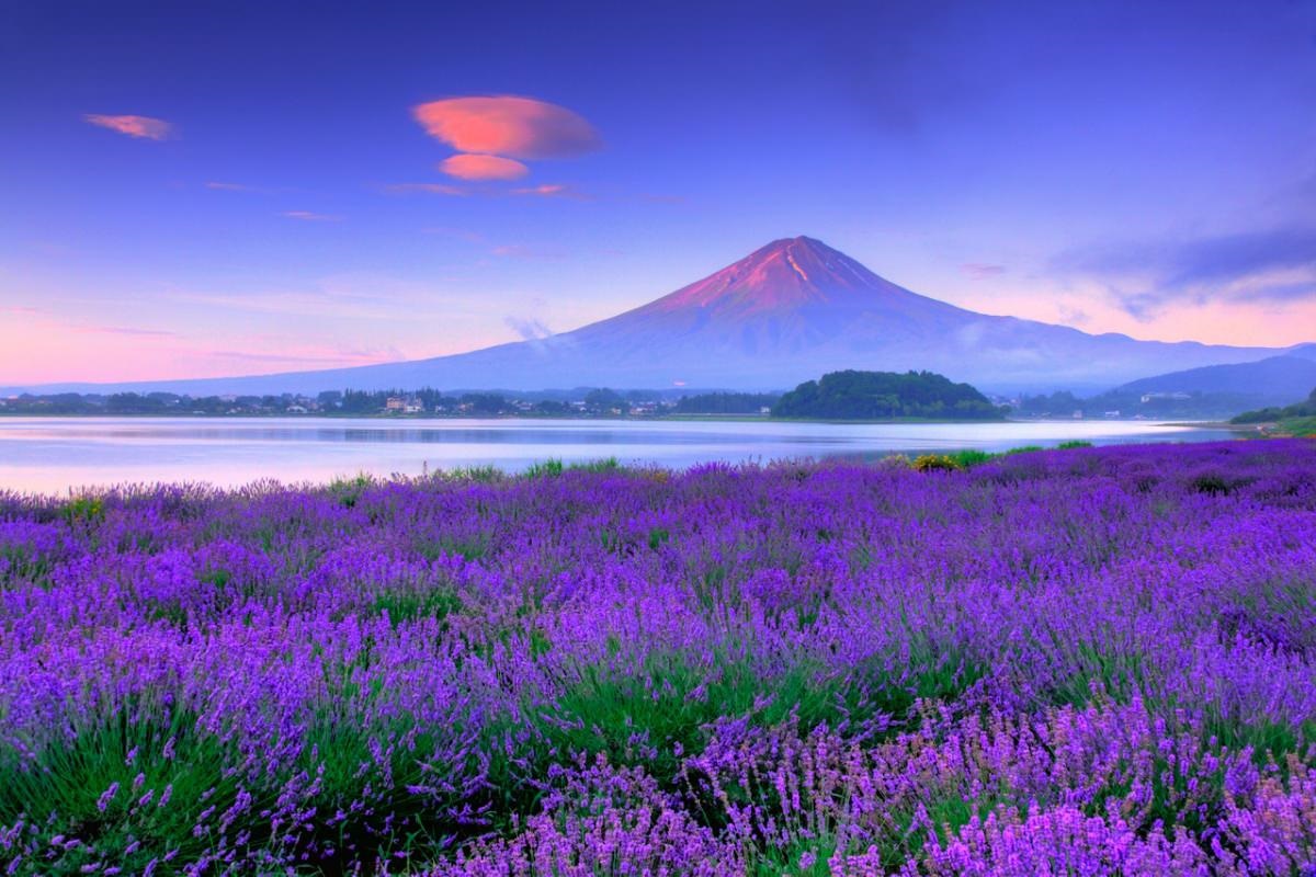 Tour Nhật Bản Mùa Hoa Lavender: Osaka - Kobe - Kyoto - Nagoya - Yamanashi - Tokyo