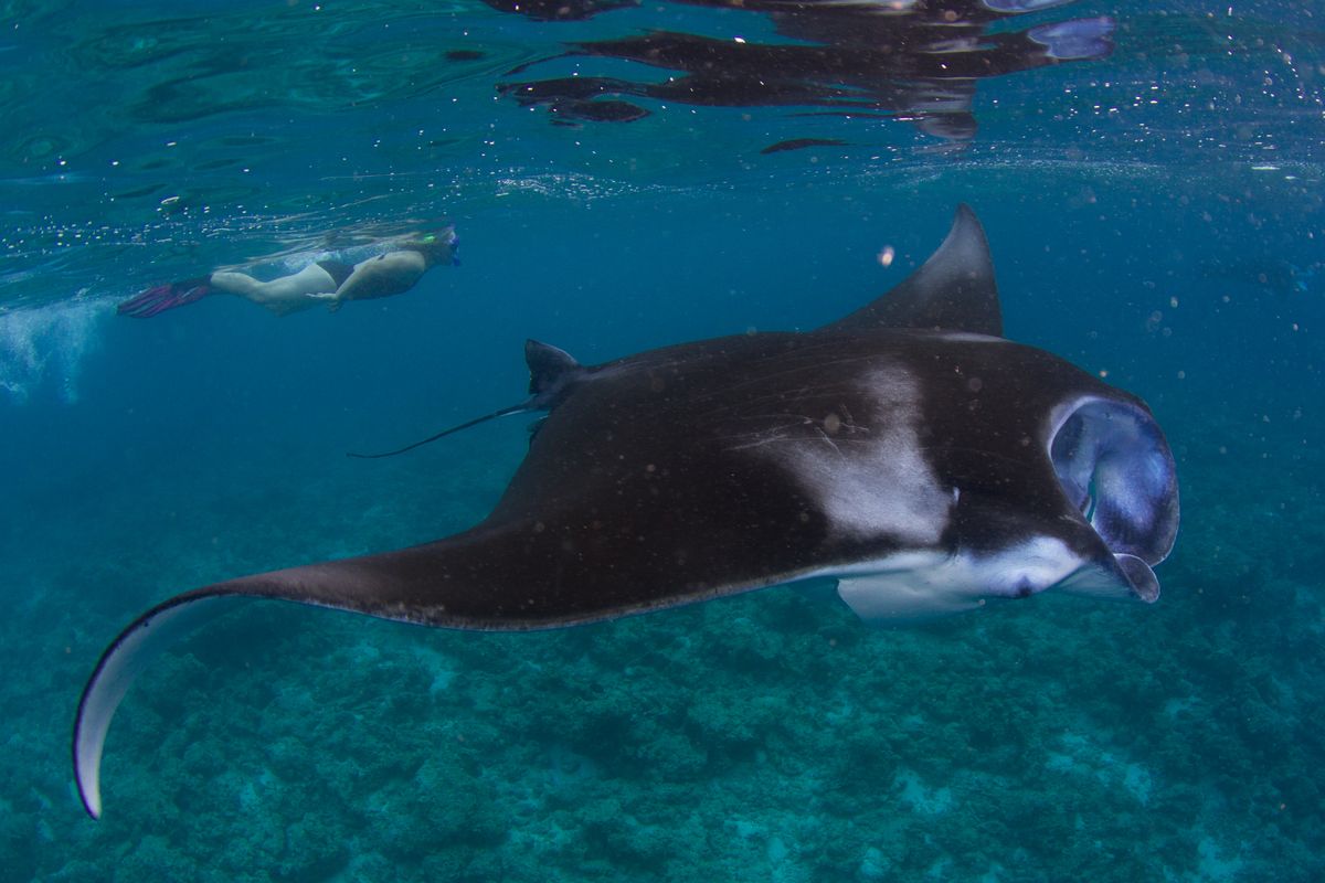 Cá đuối manta lướt trên rạn san hô Maldives