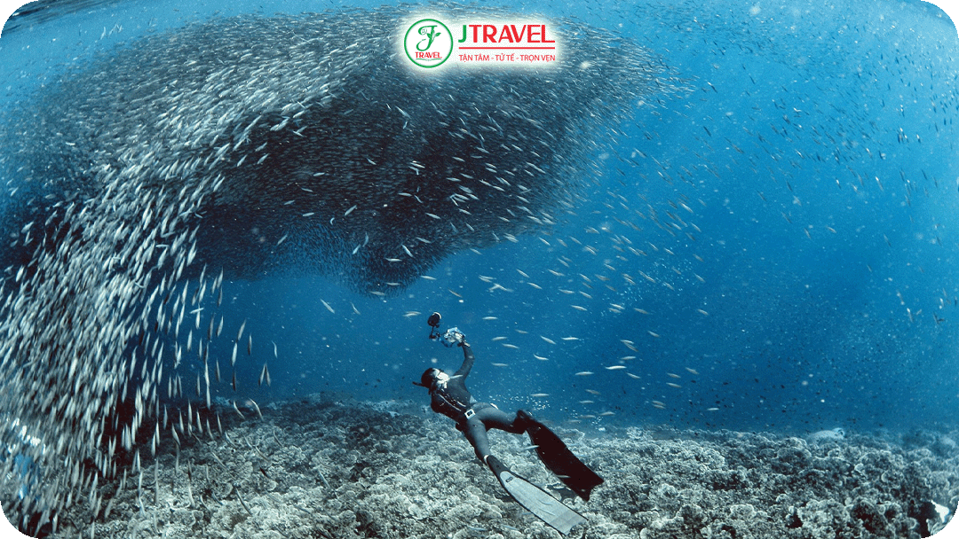 Bơi cùng hàng triệu con cá mòi tại Moalboal