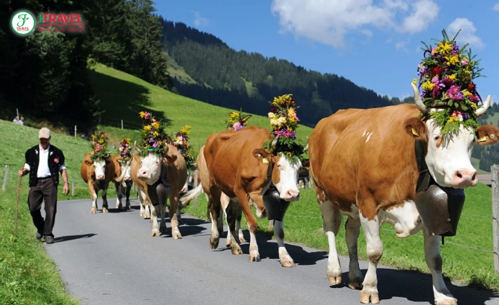 Đàn bò Thụy Sĩ trên cánh đồng xanh tại Bern