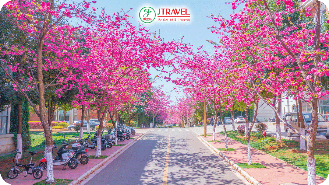 Đại học Côn Minh nổi tiếng với con đường hoa anh đào nở rộ