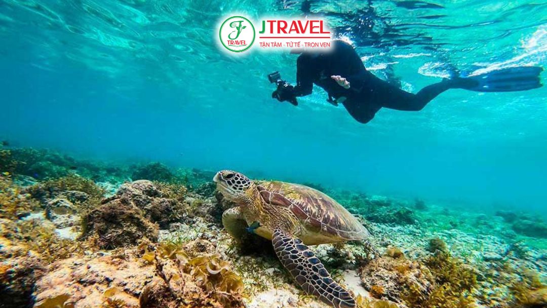 Trải nghiệm bơi cùng rùa biển