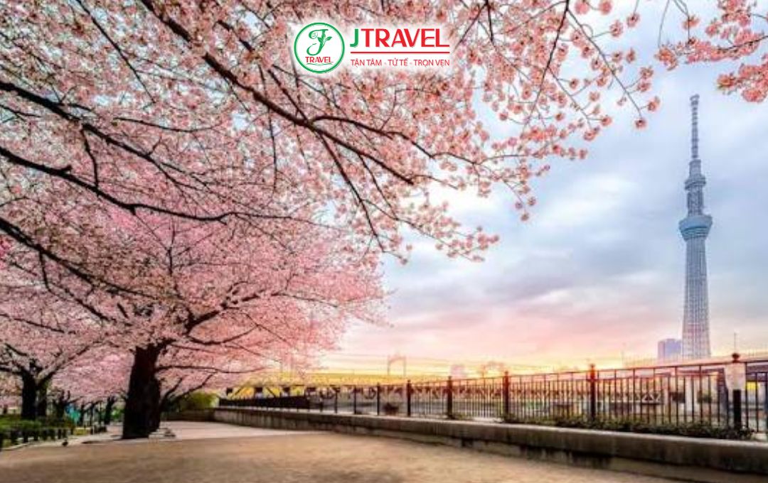 Tokyo mùa hoa anh đào