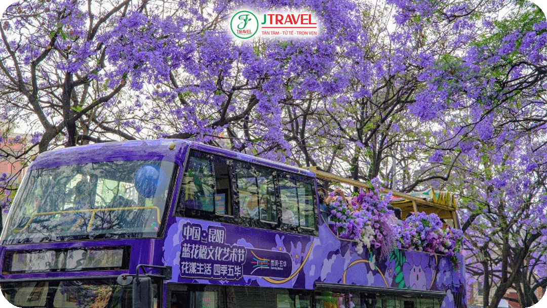 Trải nghiệm xe buýt 2 tầng ngắm hoa phượng tím