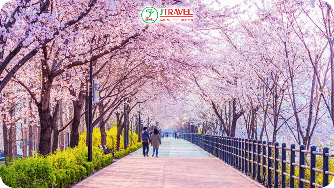 Thời tiết dễ chịu 10-18°C của mùa xuân Hàn Quốc