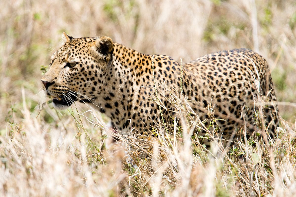Báo hoa mai ở thung lũng Seronera, trung tâm Serengeti