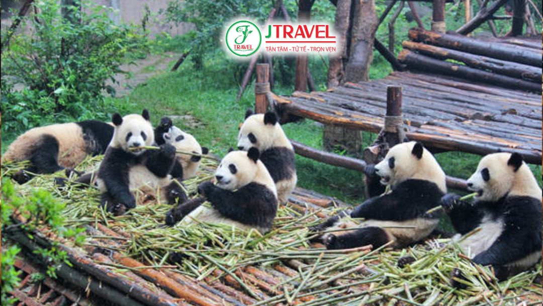 Khu bảo tồn gấu trúc Thành Đô