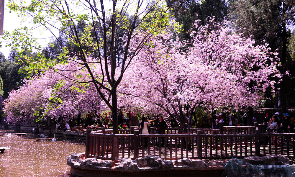 Côn Minh Vân Nam khoác lên mình vẻ đẹp rực rỡ nhất vào mùa xuân