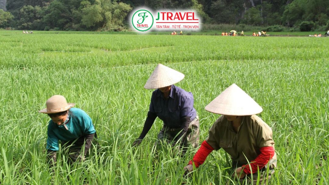 Giống lúa Thái Xuyên được sử dụng tạo hình song mã tại Tam Cốc