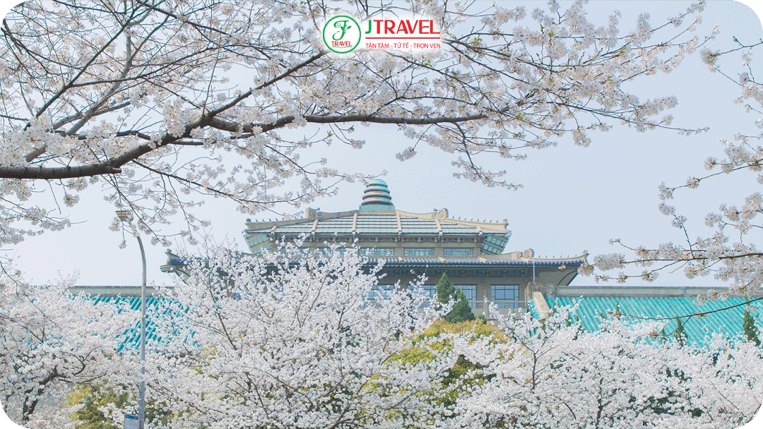 Đại học Vũ Hán – Nơi mùa xuân chạm vào từng góc phố