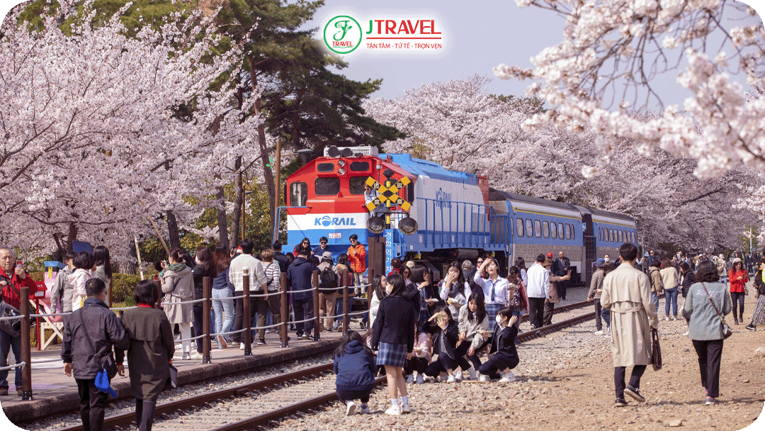Nhà ga Gyeonghwa là điểm đến lãng mạn nhất mùa hoa anh đào