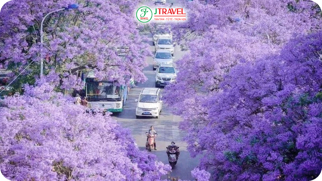 Con đường Jiaochang nổi tiếng nhờ những hàng phượng tím cổ thụ