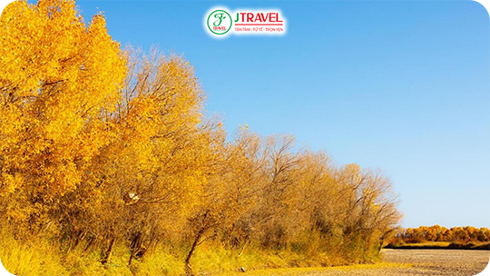 Rừng Bạch Dương Burqin – Sắc Vàng Lãng Mạn Bậc Nhất Tân Cương