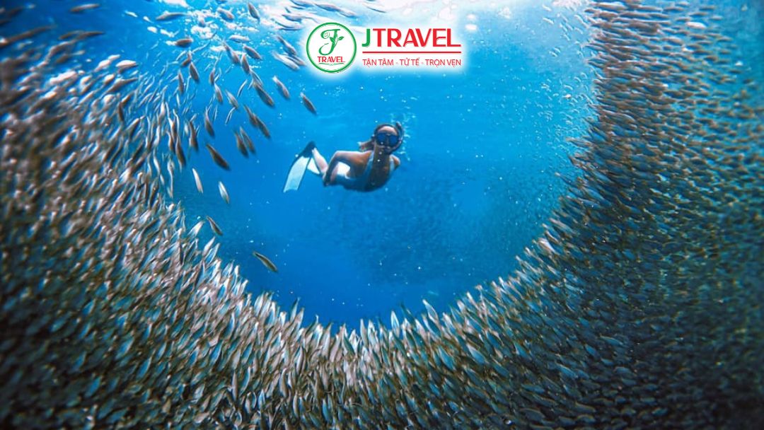 Cá mòi moalboal tạo hình chuyển động dưới biển