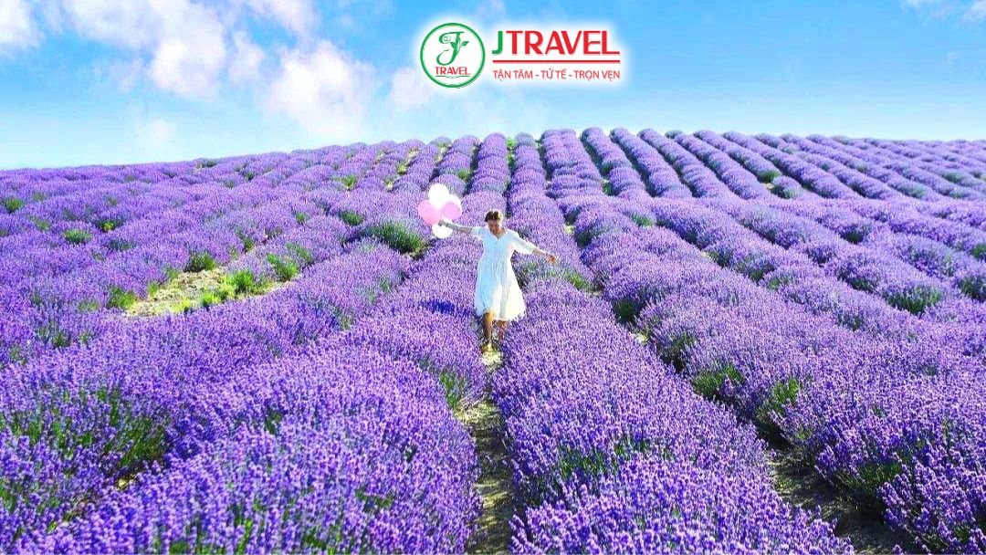 Cánh đồng lavender tại Hoắc Thành