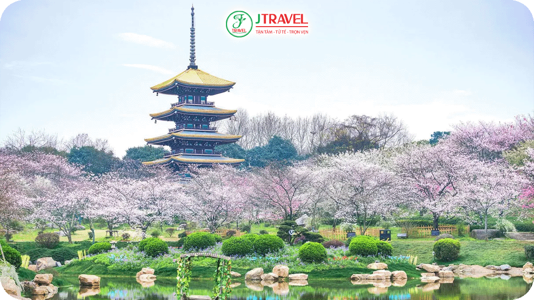 ông viên Đông Hồ – Thiên đường hoa anh đào của Vũ Hán