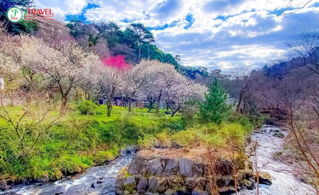 Hoa mơ nở sớm tại công viên Atami Baien