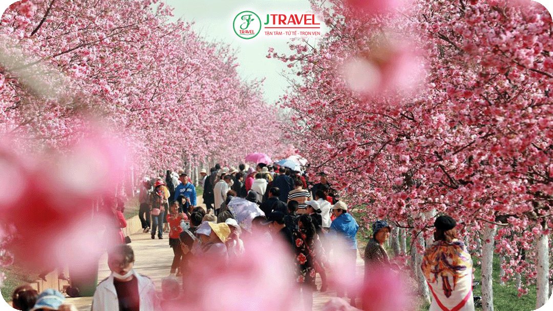 thung lũng Hoa Anh Đào Nghi Lương – điểm nhấn chính của hành trình