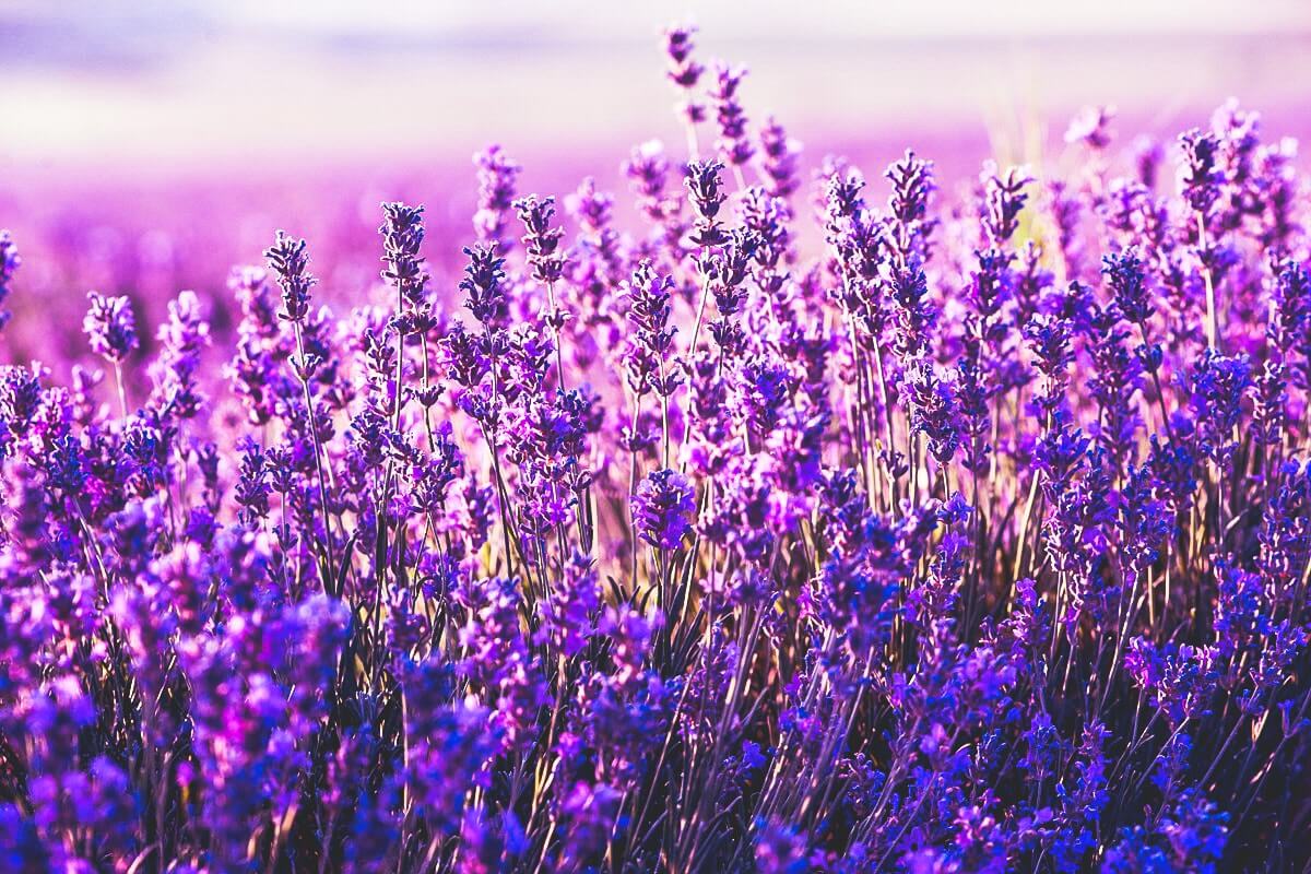 Khám Phá Mùa Hoa Lavender Tím Biếc Tại Anh Quốc (ảnh internet)