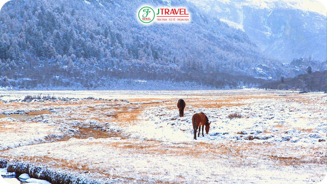 Thảo nguyên Lạc Nhung