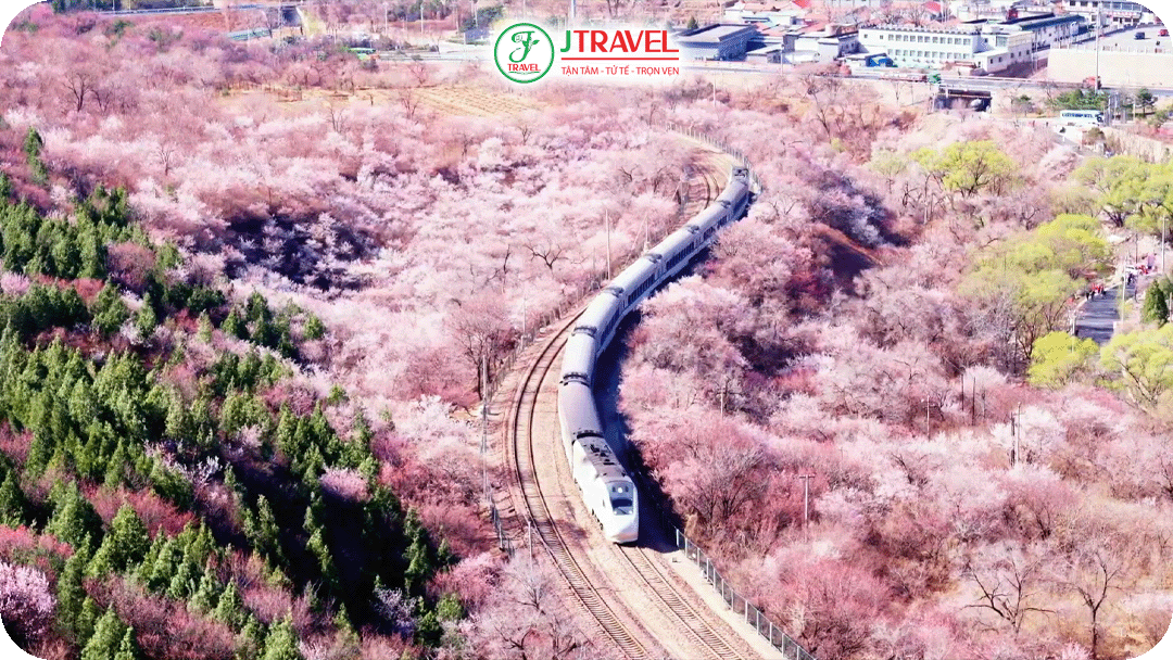 Tuyến tàu S2 – Chuyến tàu ngắm hoa nổi tiếng nhất Bắc Kinh
