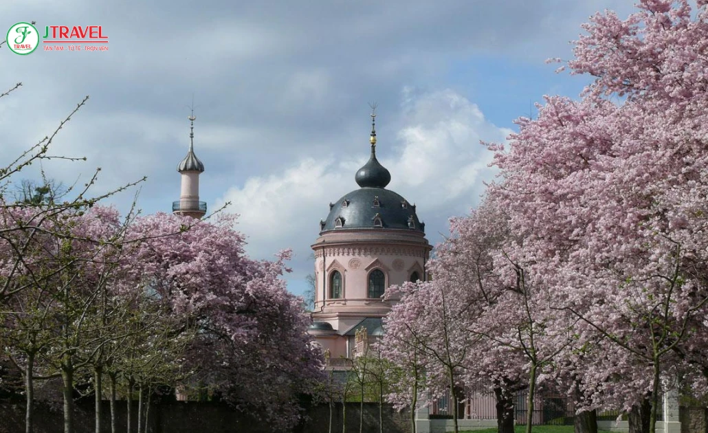 Mùa hoa anh đào tại Đức