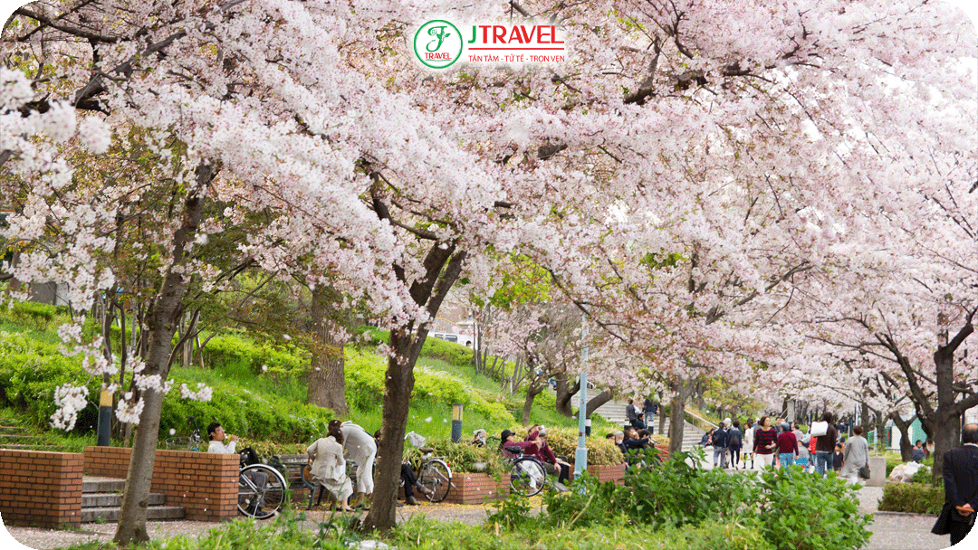 Công viên Kema Sakuranomiya - nơi hàng ngàn cây anh đào uốn cong bên dòng sông Okawa