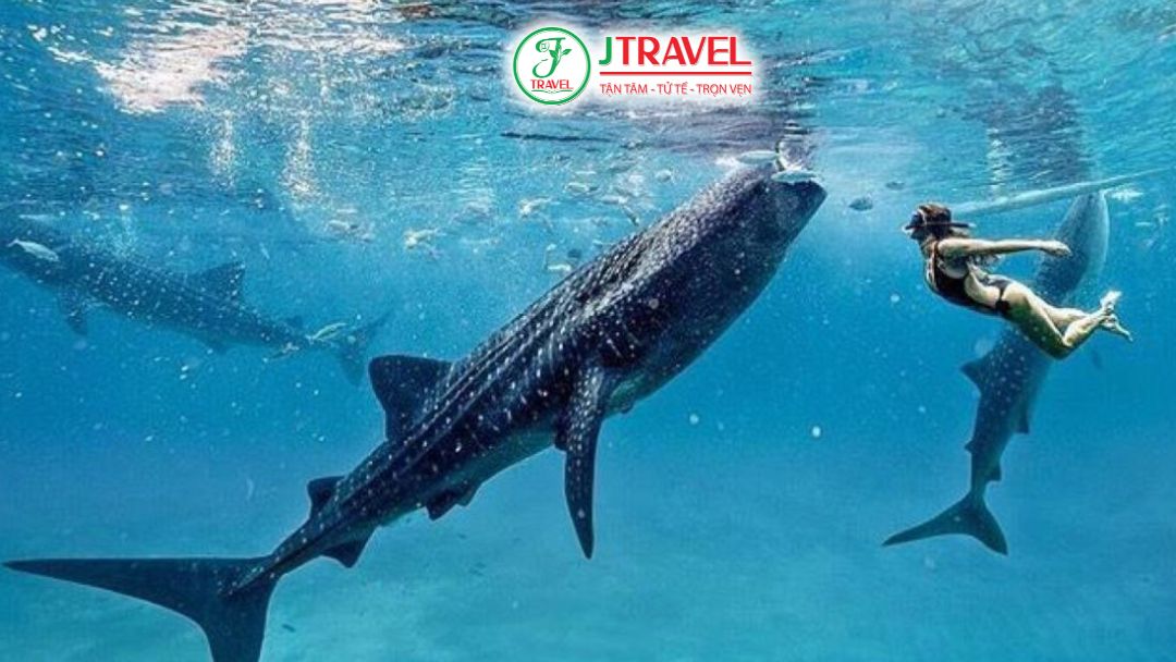 Không bơi chặn đầu hoặc đường đi của cá