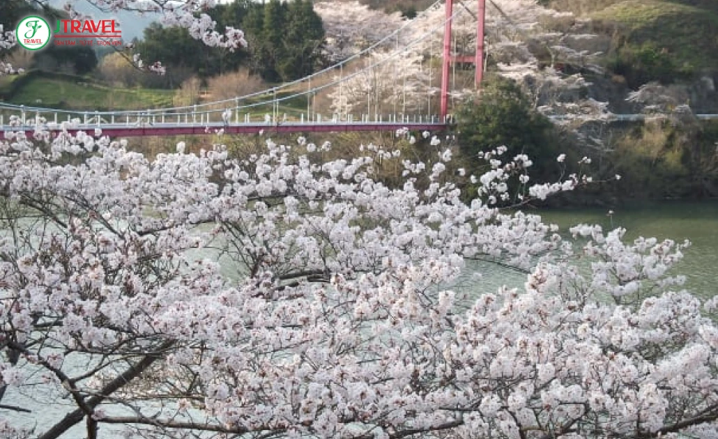 Cánh đồng hoa mơ trải dài tại Tsukigase Plum Valley