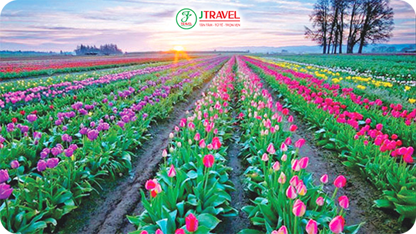 Mùa xuân Kazakhstan - Đặc trưng với lễ hội hoa Tulip