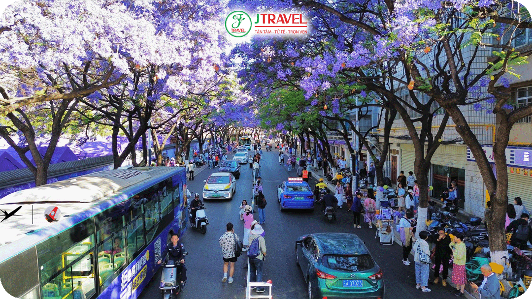 Mỗi độ xuân sang hoa phượng tím bắt đầu nở rộ đầy sắc tím trên các con phố